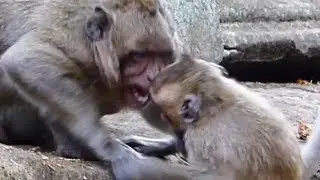 Why Sweet Pea Monkey? Sweet Pea Beat Brutus Jr Fall Down and Timo Baby Monkey | The Monkey Crying