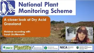 A closer look at Dry acid grassland