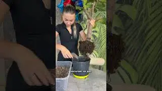 Пересадка фикус лирата