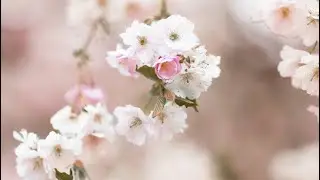 Sakura! Cherry blossoms in Helsinki, Finland &bull; May 2025 ofw vlogs