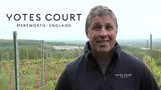 An Introduction to Yotes Court Vineyard | Yotes Court