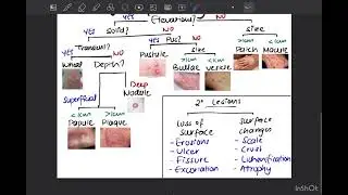 Types of Skin Lesions explained | Dermatology basics