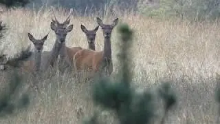 Natuurvideo - Het mooiste wild van 2019