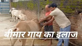 Treatment of livestock 
