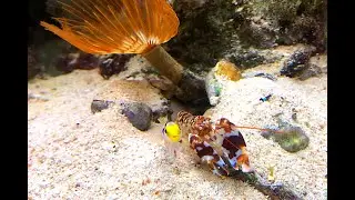 ニシキテッポウエビ　Alpheus bellulus, ヒレナガネジリンボウ　 Stonogobiops nematodes