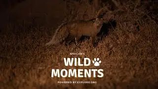 Unique Animals | Wild Moments