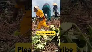 #farming #agriculture #vegetables #harvest #farmer monkeys