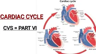 #Cardiac Cycle = #Events Of Cardiac Cycle  #Heart Sound