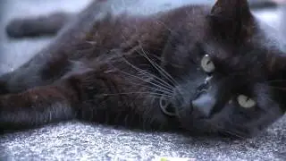 Letus Extreme test footage of our two cats, etc...