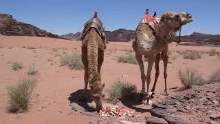 Camel Trekking in Wadi Rum - Jordan