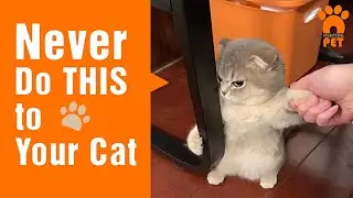 10 Things Humans Do That Cats Really Hate