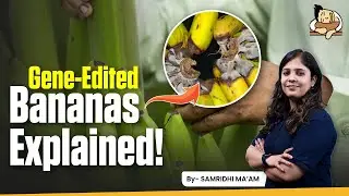 How Gene-Edited Bananas Reduce Food Waste?
