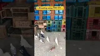 😲🕊️ My pigeon breeding setup // pigeon breeding setup // pigeon shorts video //  #pigeon #shorts