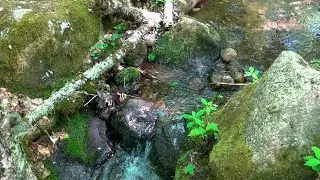 Henry's Woods Loop Trail (16 June 2020)
