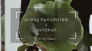 ПАПОРОТІ повний огляд. Хуперзії, платіцеріуми, кокедами.