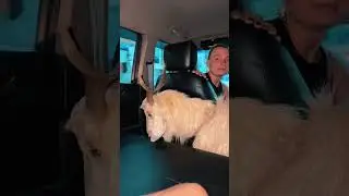 Mero boka tholo chha 🐐 Adopting a goat was a journey #dashain #nepal
