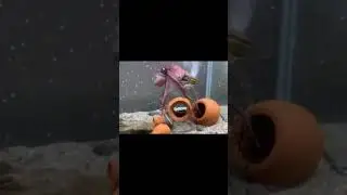 octopus  vs bottle