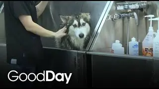 Treat your dog with a spa day at Woof Gang Bakery & Grooming