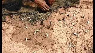 Fishing In Rainy Season By Net- Amazing Fishing By Net-Most Satisfying Cast Net Fishing Video