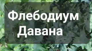Флебодиум Давана