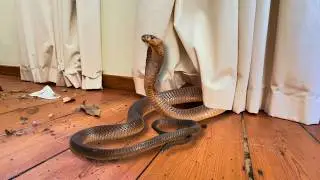 Deadly Snake Under Her Sofa