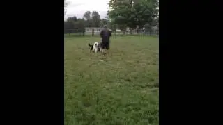 Dual harness loose leash walking