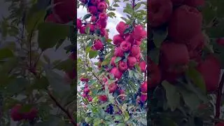A Beautiful Apples Tree 🌳🍎🌧️ #apple #appletree #farming #fruit #usa