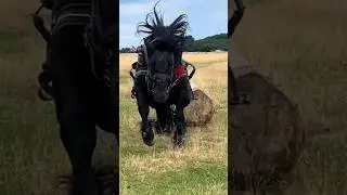 Strong horse #horse #animals