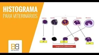 Interpretação de histograma - analisador hematológico