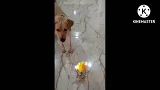 labrador dog  candy scared of a toy🧸ye khan se aa gya😜☺😊 #viral #trending #dog