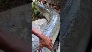 Super Monster Eel 🤯 Kasiman Hunter