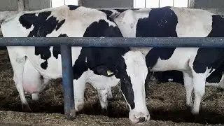 20 L DE LAPTE LA MULSOARE LA RASA HOLSTEIN - FERMA DE VACI HOLSTEIN DIN JUDETUL CONSTANTA 2020