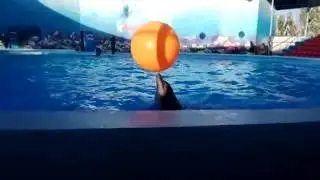 Изящная манипуляция шаром / Elegant ball manipulation