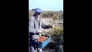 Harvesting Rose Hips