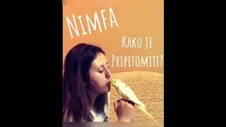 Nimfa | Kako pripitomiti nimfu?