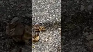 Chipmunk in smol bunk