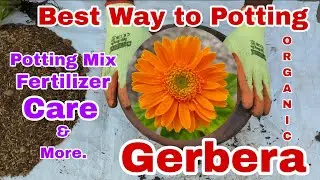 Gerbera Complete Potting-#samrutigarden-Organic Gardening #gerbera #garden #care #repotting #organic