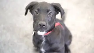 Pet Safety On The Fourth Of July