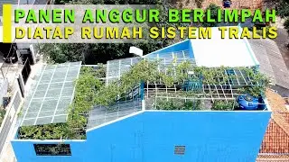 INSPIRASI : CERITA SUKSES TANAM ANGGUR DIATAP RUMAH SISTEM TRALIS, TERBUKTI BUAH MELIMPAH