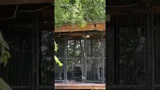 Keep dogs cool for the summer