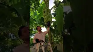 Banana Harvesting #shorts #youtubeshorts  #shortsvideo