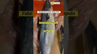Original Vs Fake Titus Fish?There&rsquo;s no fake or original Titus fish.