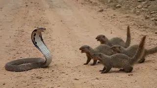 Cobra vs Mongoose | The Most Intense Snake Battle Ever Caught on Camera