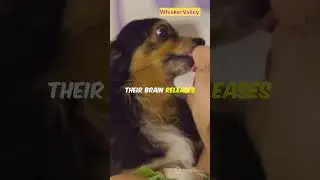 Do Dogs Remember Their Loved Ones? 🐶❤️#dogbehavior #dogs #shorts #shortvideo