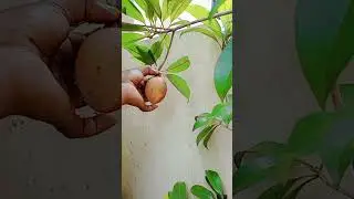 fast fruit harvesting my home