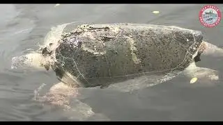 Sea Turtle Protection Zone 2025