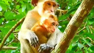 [POOR ELPIDA] SO HUNGRY BABY MONKEY LOOKING & WAITING MILK @NewsBabyMonkey