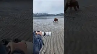 Grizzly bear encounters photographer #bear #photographer