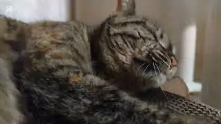 子猫成長日記976　これは保護猫のドキュメンタリー動画です(笑)　ちょび‥ちょっと相手にしなかっただけで拗ねんな(笑)