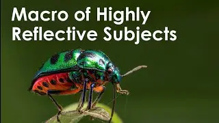 Performance of Sony f4, 70 200 Lens for macro photography for highly reflective insect